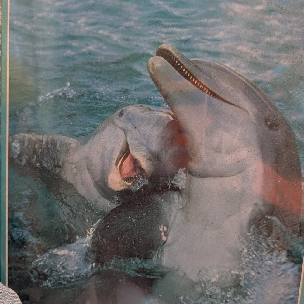 Schmidt Dolphin Puzzle - 1000 Piece - Dolphins 02377 New in Sealed Box